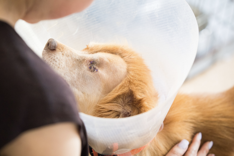 A dog with a cone on